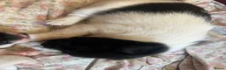 Jack Russell dogs for sale: 2 boy jack Russel  - Advert 4