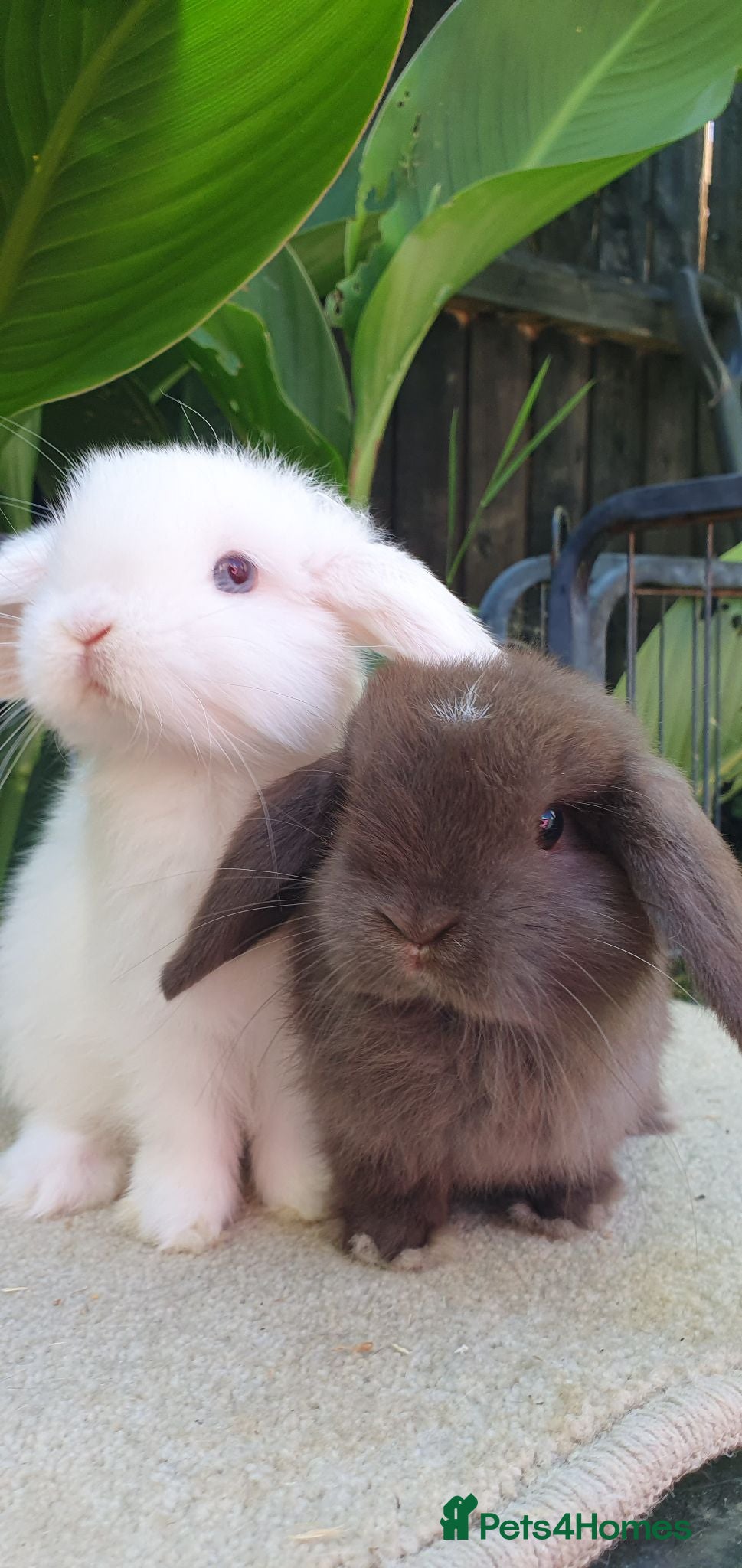 Mini Lop rabbits Baby minilops and lionlops now available  - Advert 2