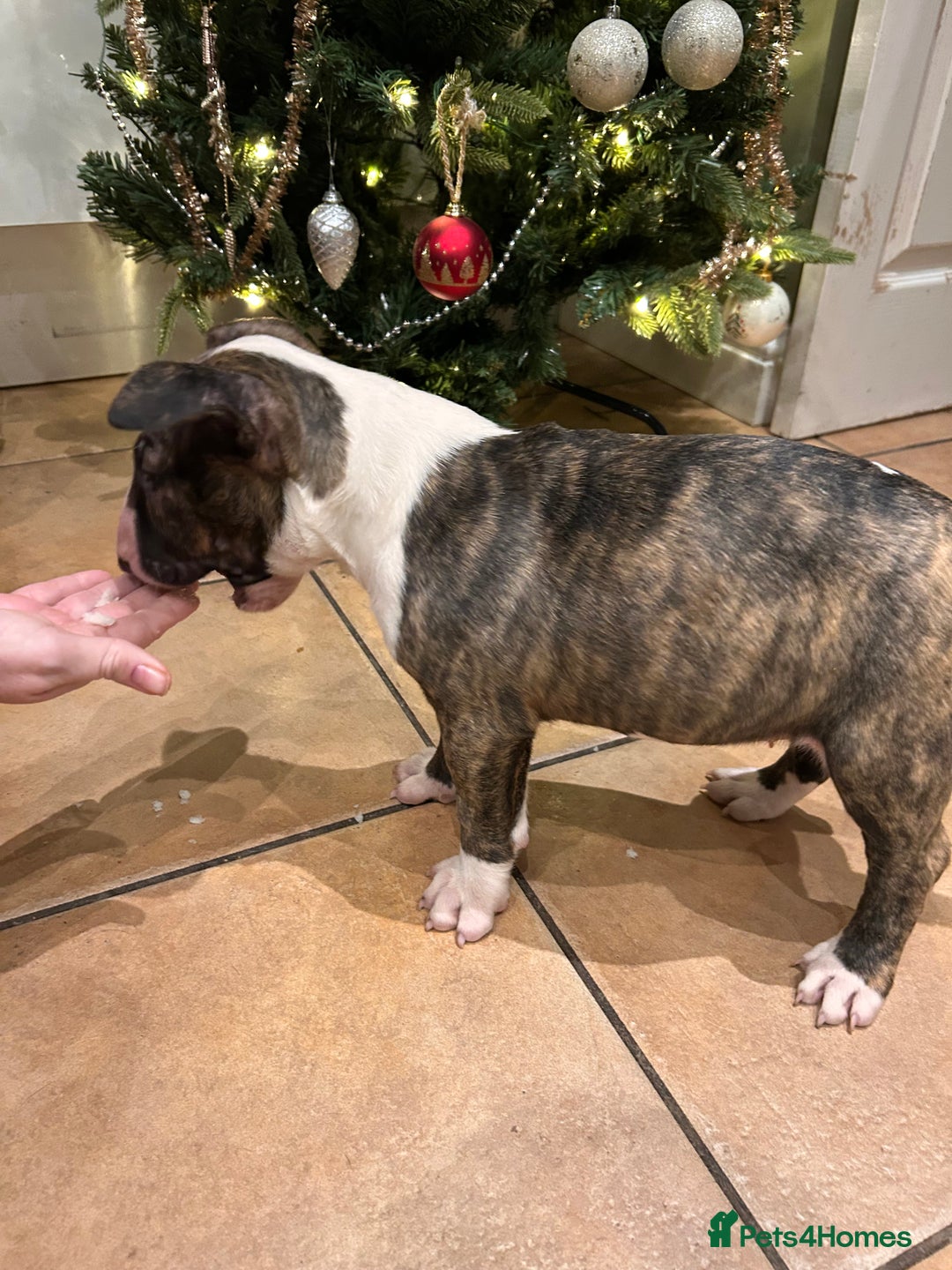 Bull Terrier dogs for sale: Lovely big boned bull terrier  - Advert 9