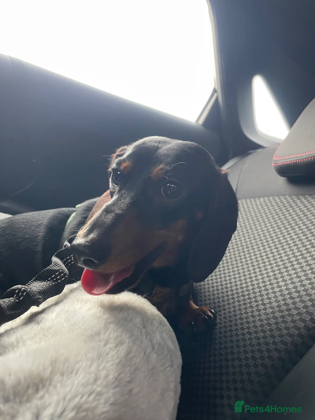 Miniature Dachshund dogs for sale: Monty and Millie  - Advert 2