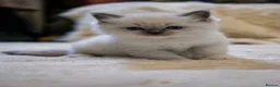 Ragdoll cats for sale: 🏆 GRAND CHAMPION SIRED • GCCF RAGDOLL KITTENS 🏆 - Advert 5