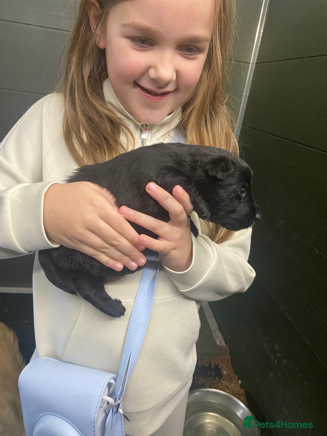 Scottish Terrier dogs for sale: Adorable Scottish Terror o Puppies  - Advert 5