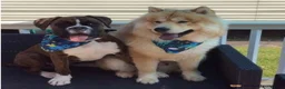 Chow Chow dogs for sale: Teddy bear chowski puppies  - Advert 7