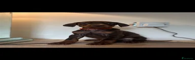 Dobermann 4