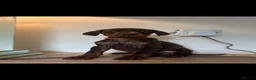 Dobermann dogs for sale: READY NOW STUNNING KC REGISTERED DOBERMAN PUPPIES - Advert 5