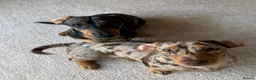 Miniature Dachshund dogs for sale: 2 bonded mini dachshund girls (price for both) - Advert 2