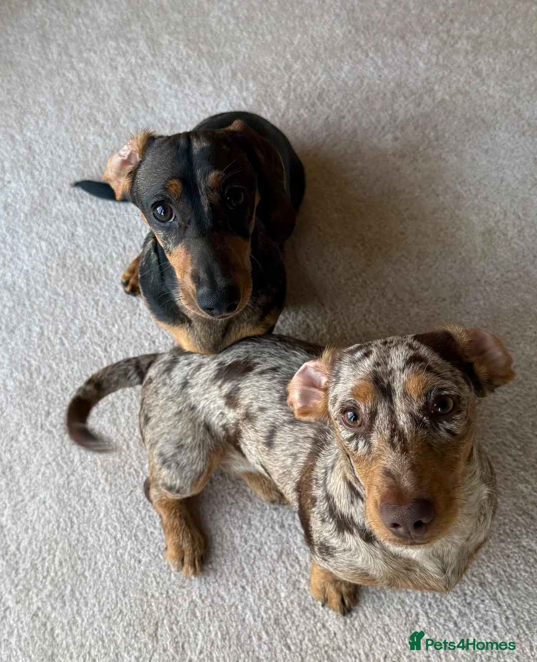 Miniature Dachshund dogs for sale: 2 bonded mini dachshund girls (price for both) - Advert 2