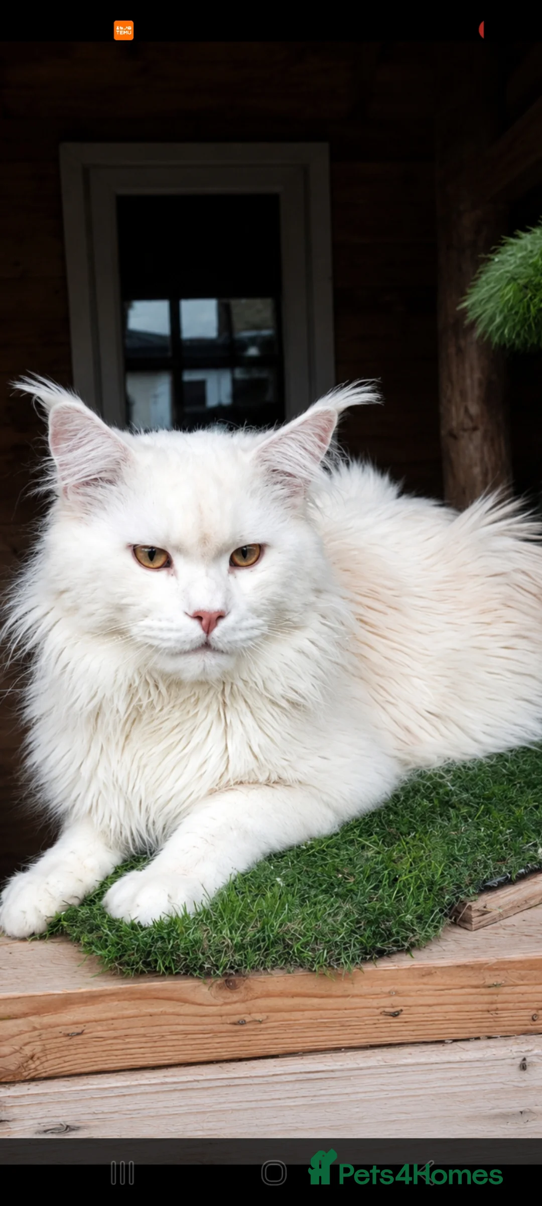 Maine Coon cats for stud: Maine coon stud service  - Advert 3