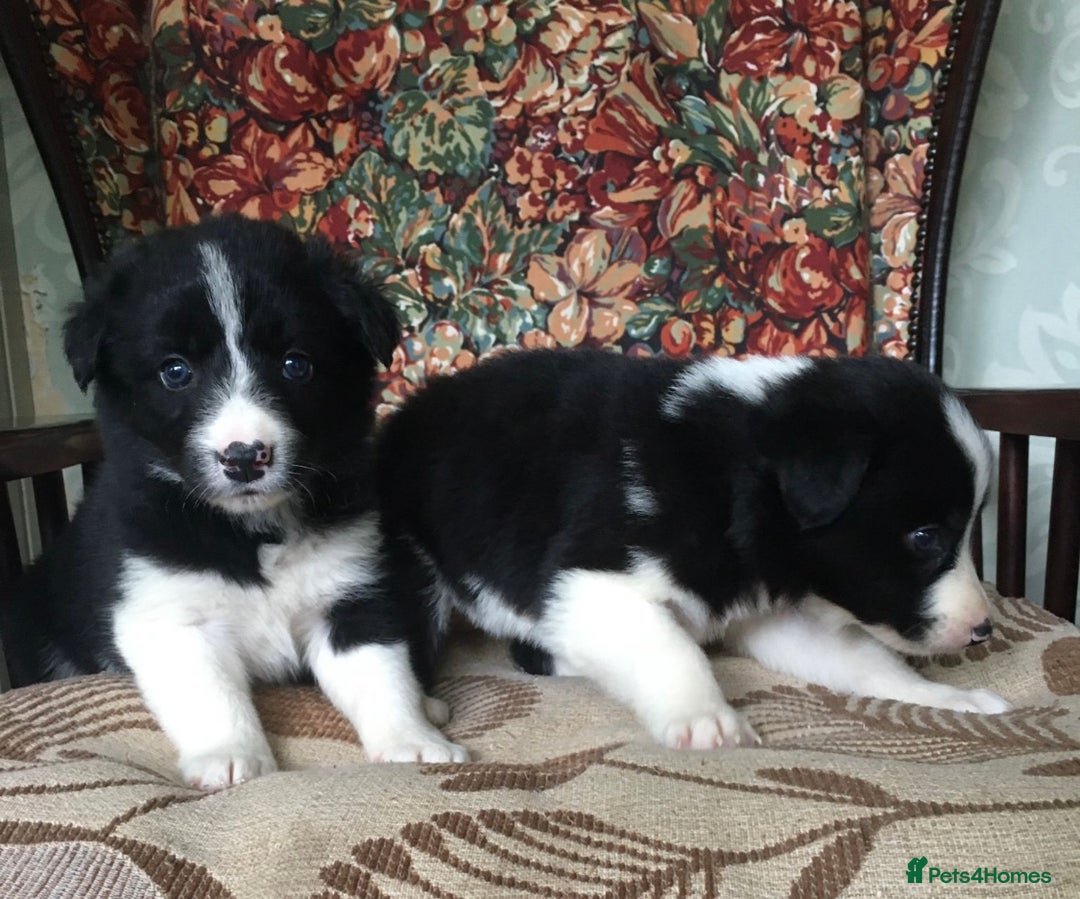 Border Collie dogs for sale: Gorgeous border collie puppies - Image 5