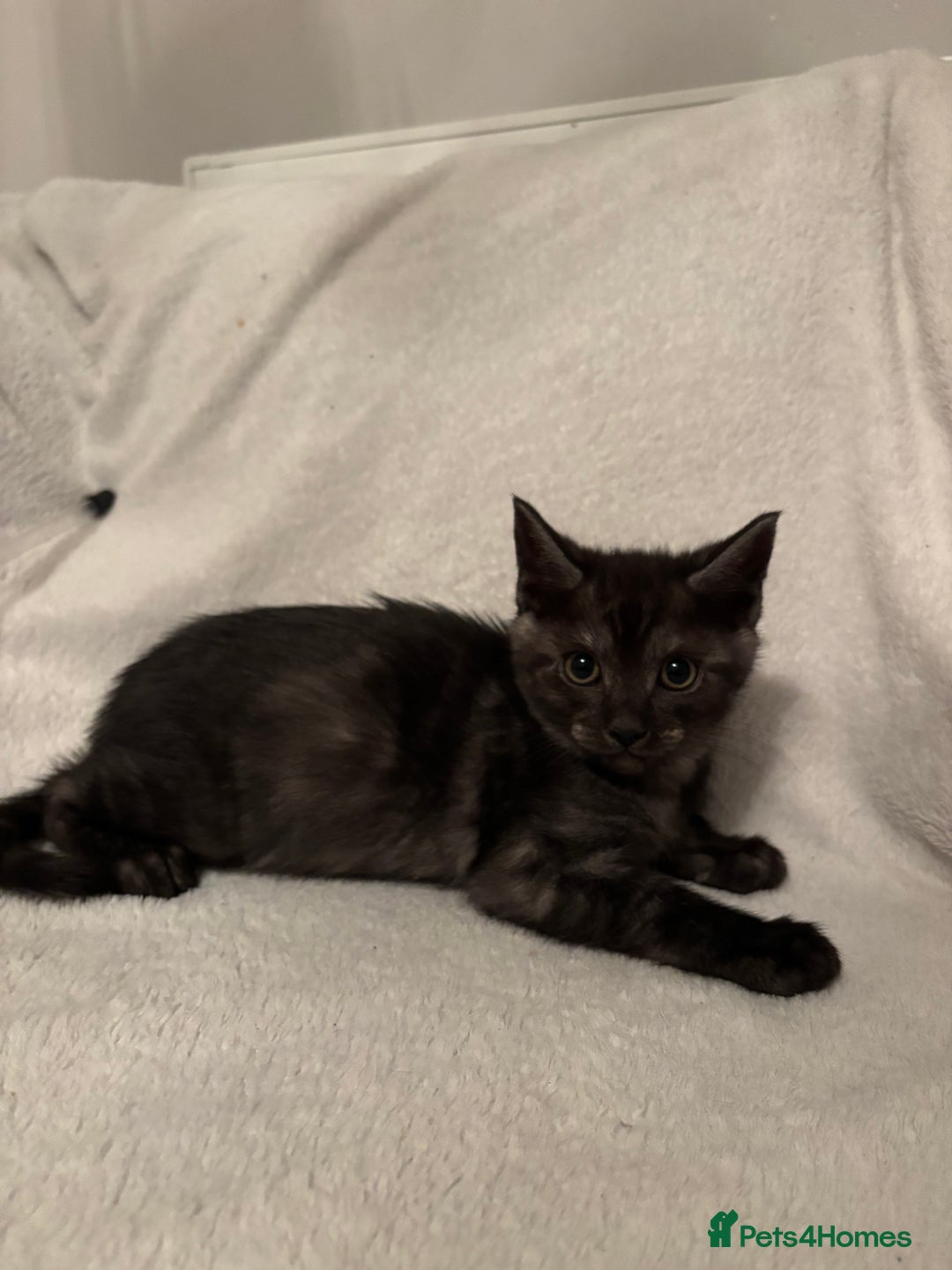 Mixed Breed cats for sale: Mainecoon cross kittens - Advert 8