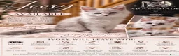 Maine Coon cats for sale: Moonshade Ivory  - Advert 3