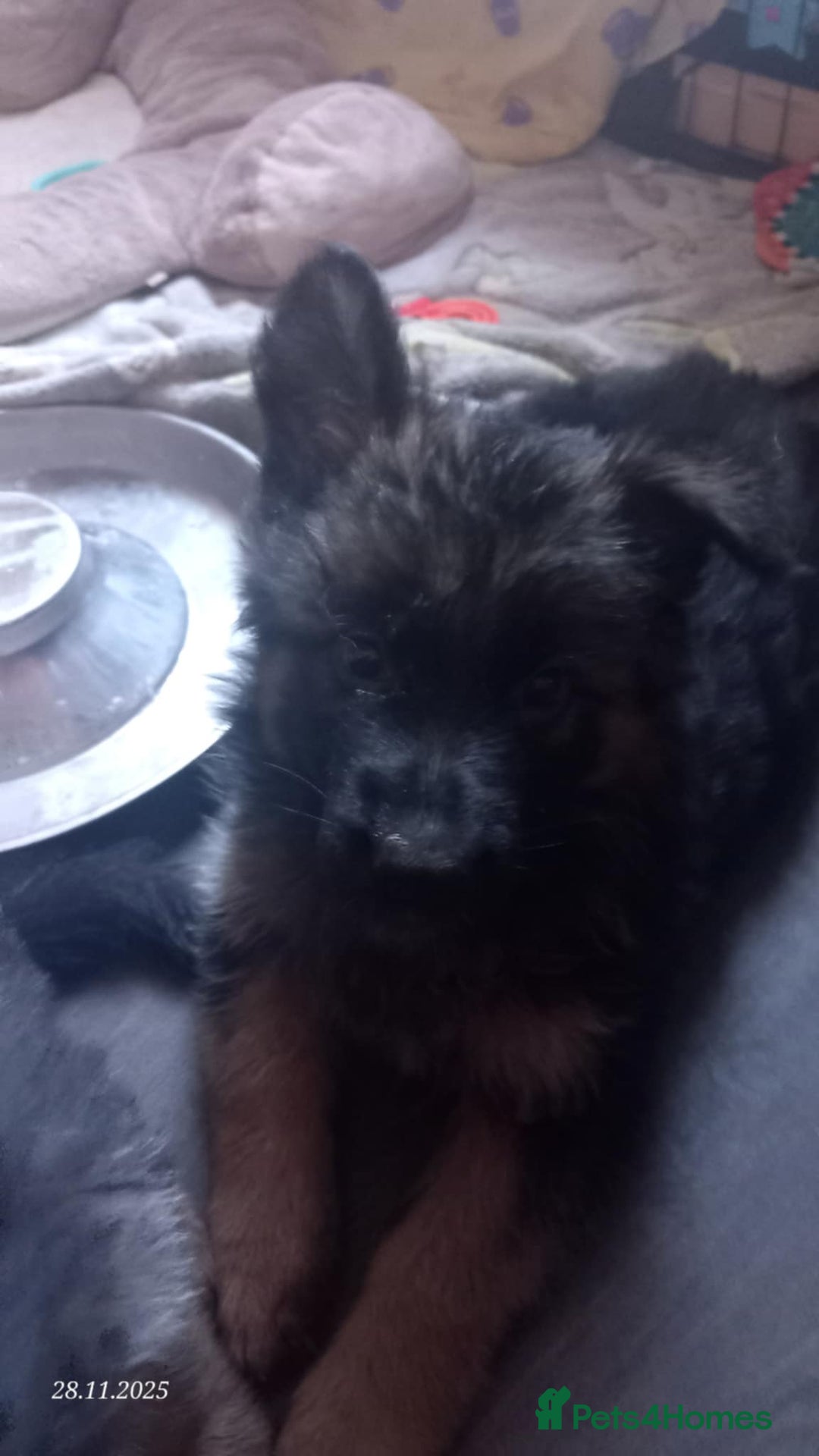 German Shepherd dogs for sale: Excellent Long-Haired German Shepherd Puppies-KC - Advert 6