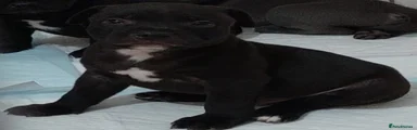 Staffordshire Bull Terrier 3