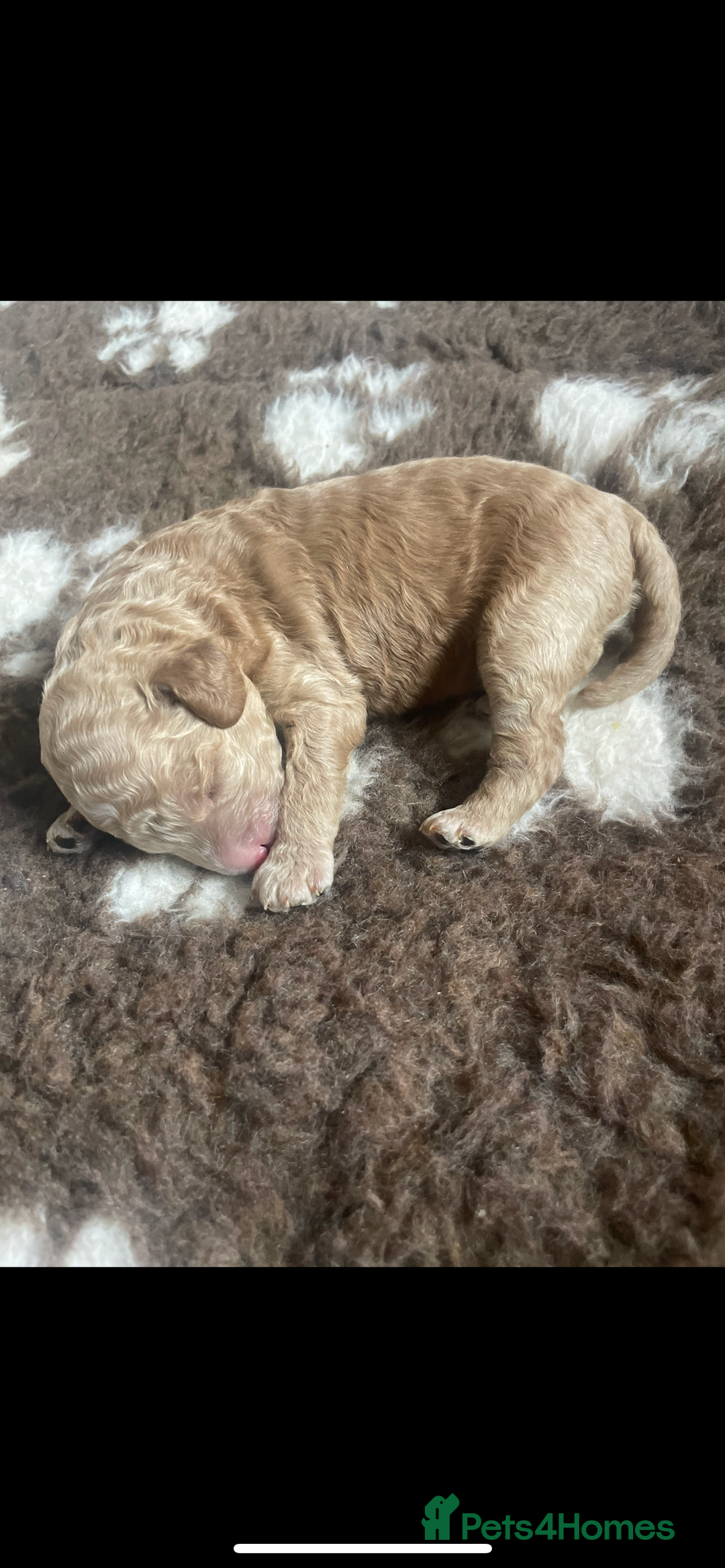 Cockapoo dogs for sale: F1b cockapoo puppies  - Image 13