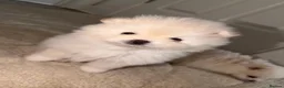 Pomeranian dogs for sale: READY TO LEAVE - Advert 6