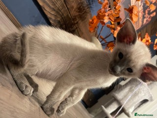 Siamese cats Lovely Siamese Kitten🩵❤️ - Advert 6