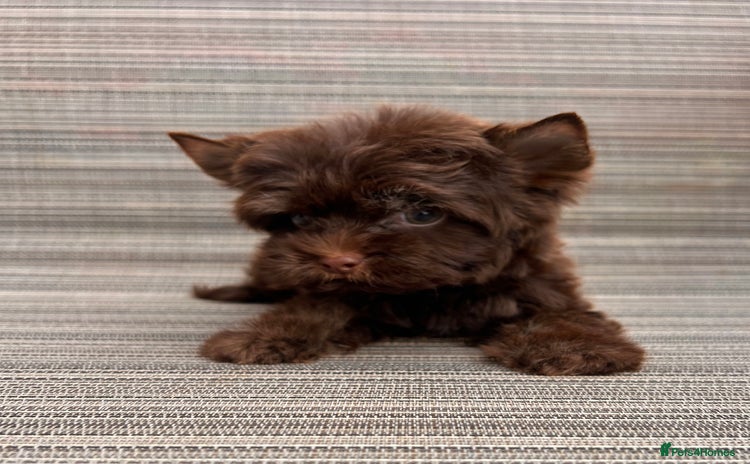 Yorkshire Terrier dogs - Advert 3