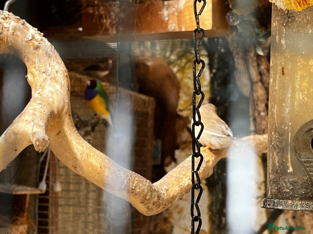 Finches birds for sale: Lots of different types of finches,DOVE PAIR  - Image 10