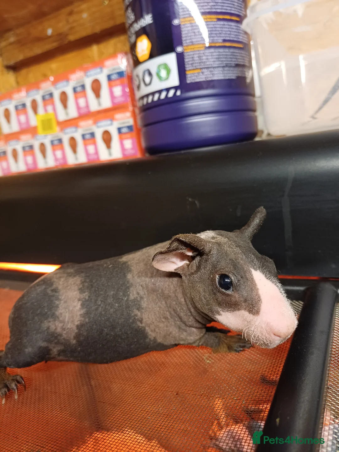 Guinea Pig rodents for sale: 2  baby male Skinny pigs. Brothers - Advert 6