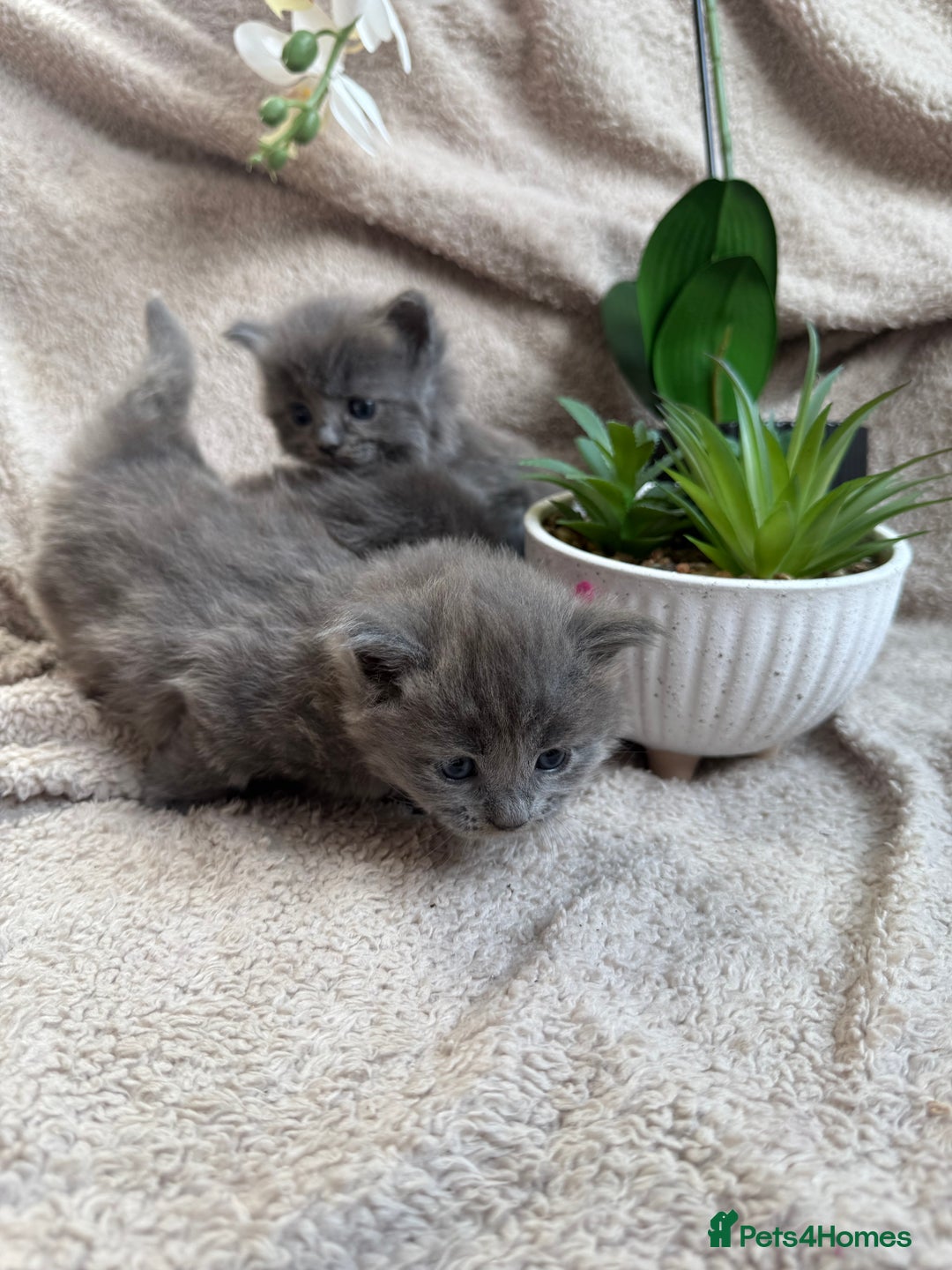 Maine Coon cats for sale: Adorable Blue Maine coon kittens - Image 9