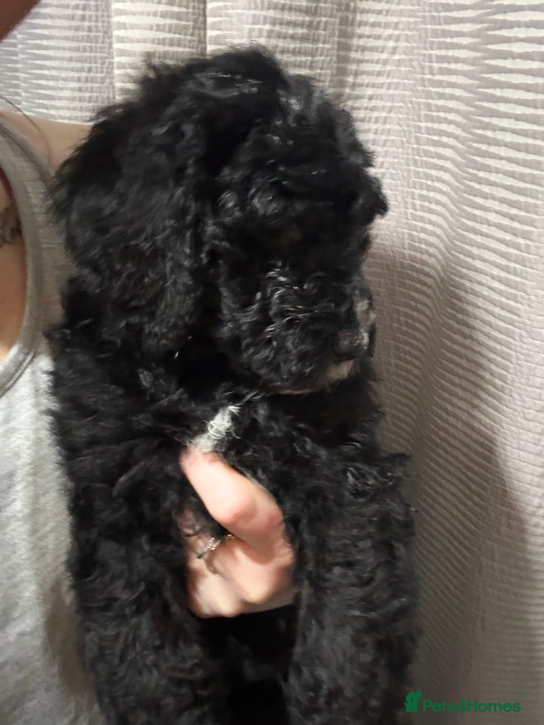 Mixed Breed dogs for sale: Bernedoodle - Advert 13