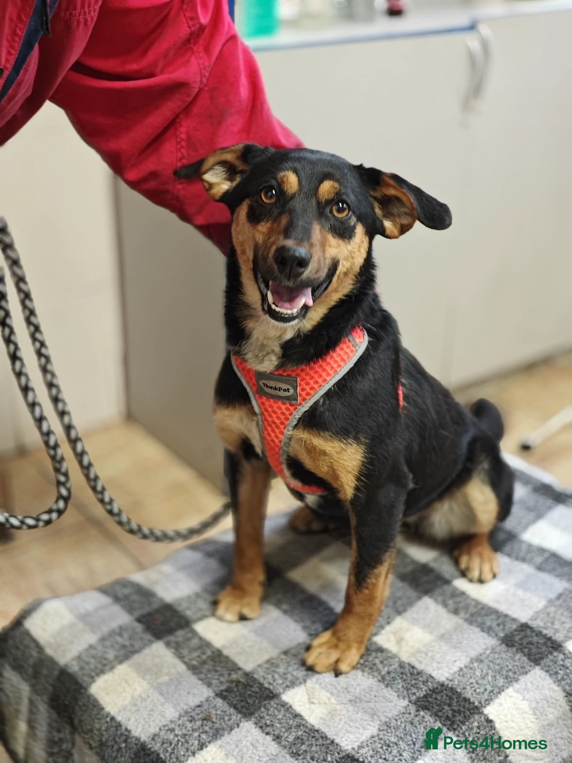Mixed Breed dogs ❤️🐶 PENNY – FRIEND TO EVERYONE - Advert 1