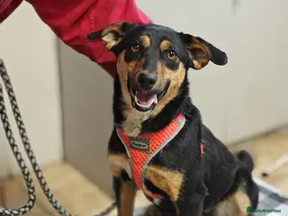 Mixed Breed dogs ❤️🐶 PENNY – FRIEND TO EVERYONE - Advert 2