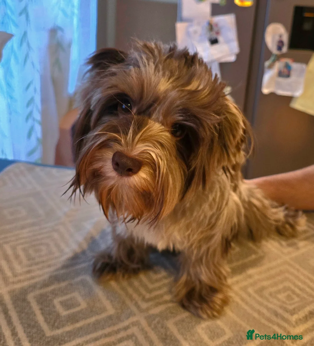 Biewer Terrier dogs for sale: Chocomerle girl with pedigree - Advert 3