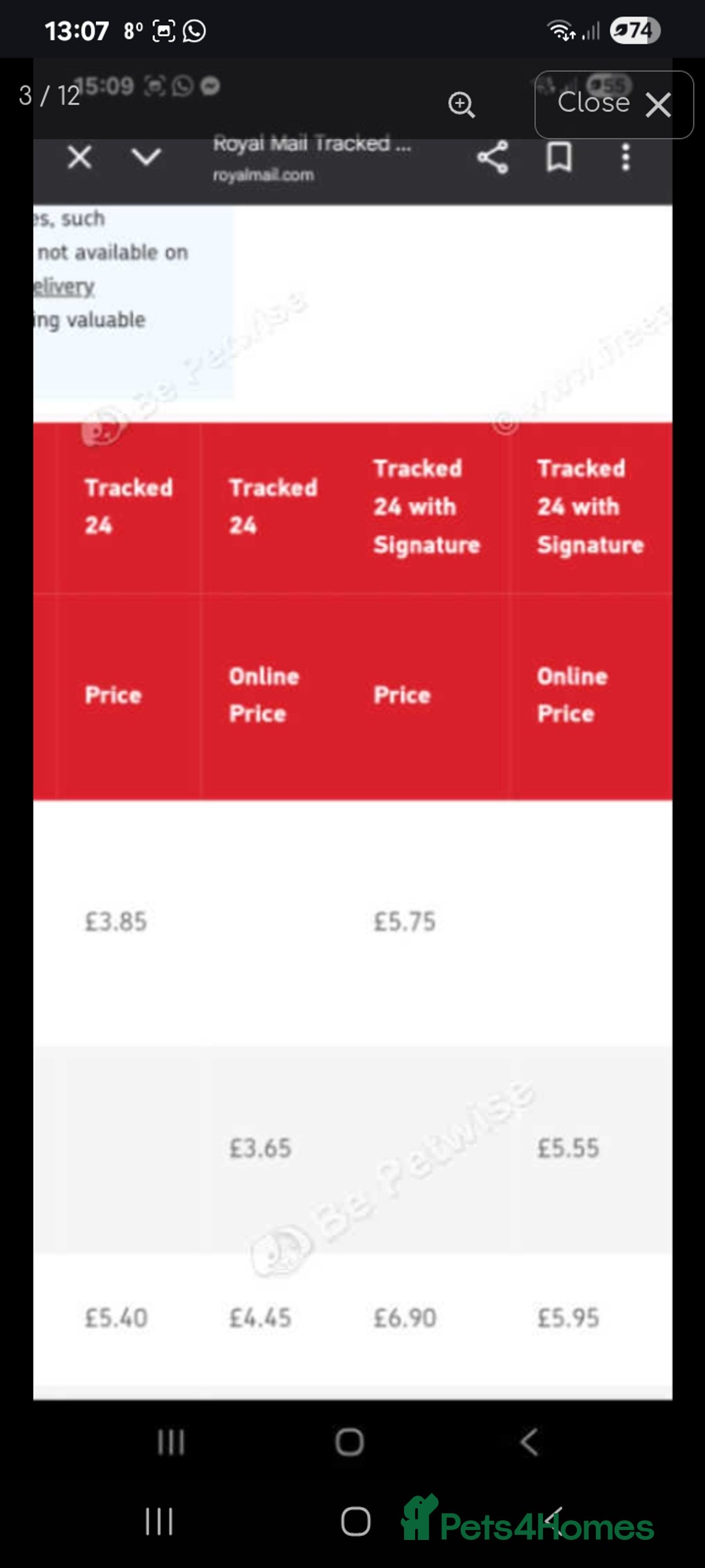 Snails invertebrates for sale: Albino giant African land snails- Fulica - Advert 6