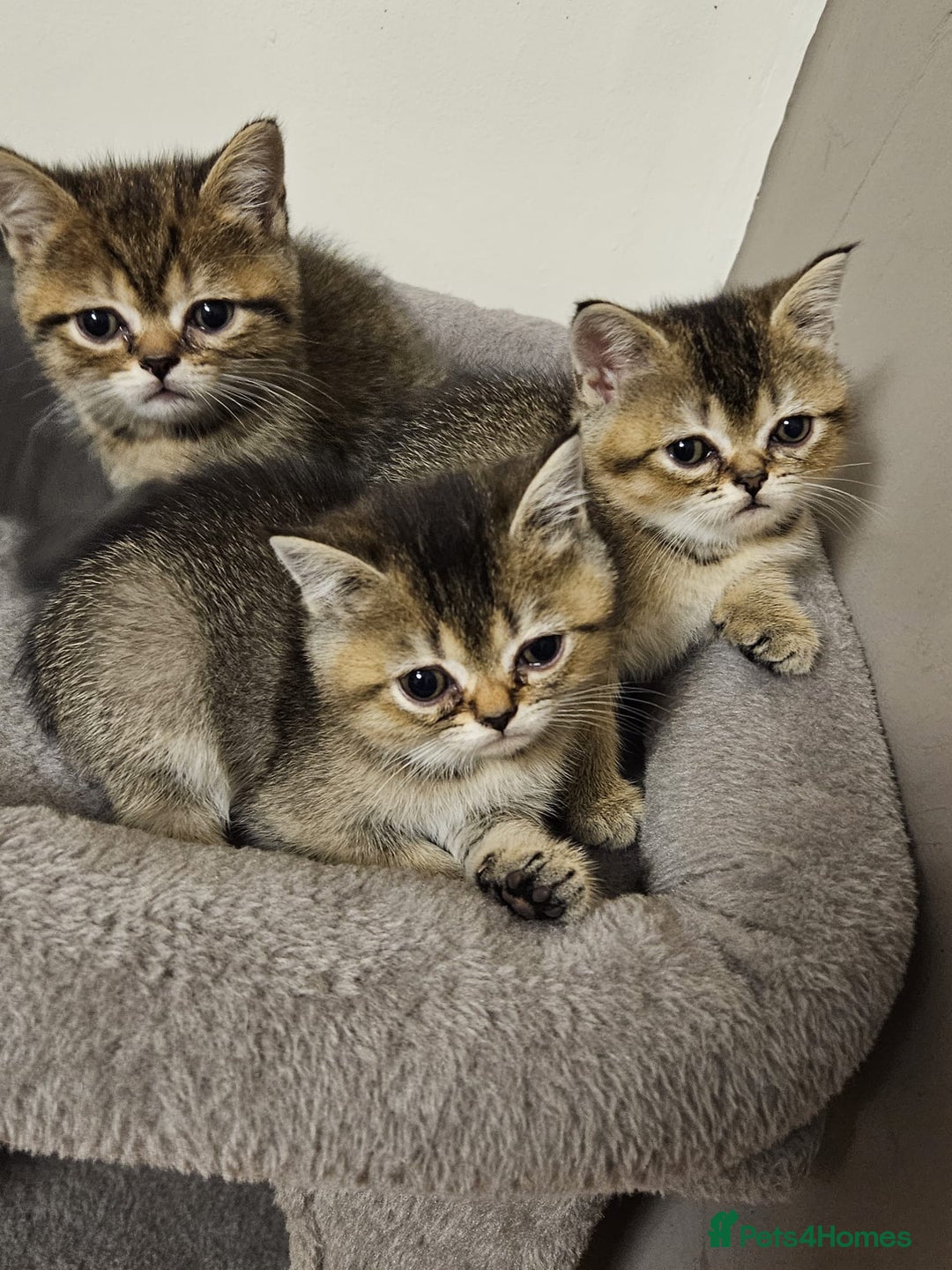 British Shorthair cats for sale: British Shorthair Kittens Full Pedigree Parents  - Advert 12