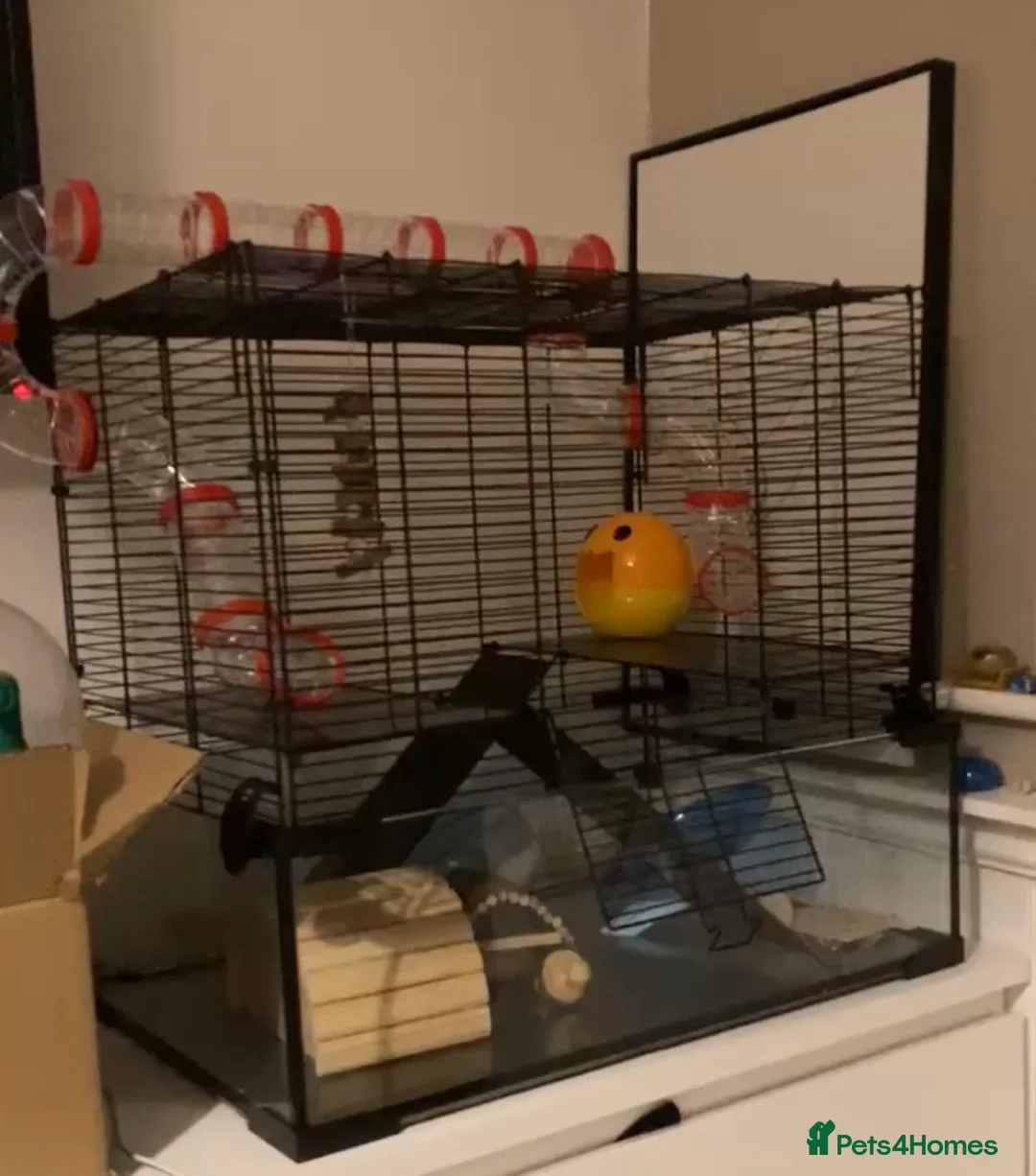 Hamster rodents for sale: Russian dwarf hanster - Advert 2