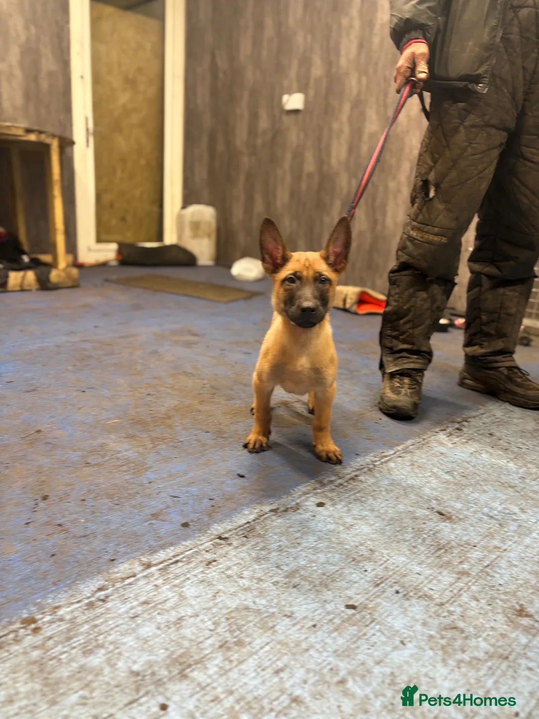 Belgian Shepherd Dog dogs for sale: Dutch Shepherd knpv - Advert 5