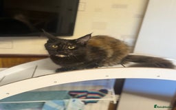 Maine Coon cats for sale: Maine Coon Gccf in Boston - Image 30