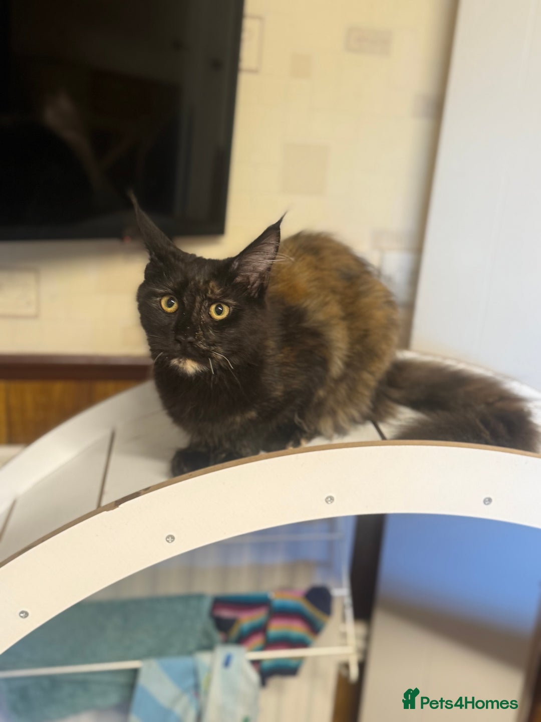 Maine Coon cats for sale: Maine Coon Gccf in Boston - Image 30