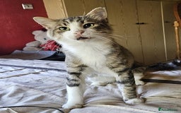 Mixed Breed cats for sale: Meatball  - Image 3