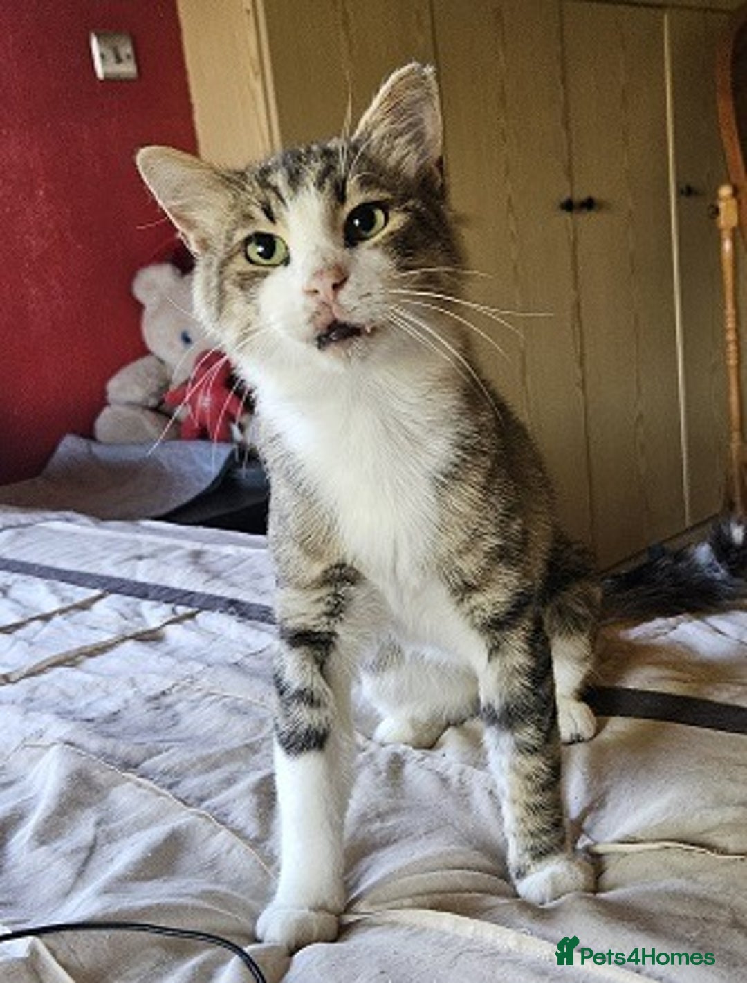 Mixed Breed cats for sale: Meatball  - Image 3