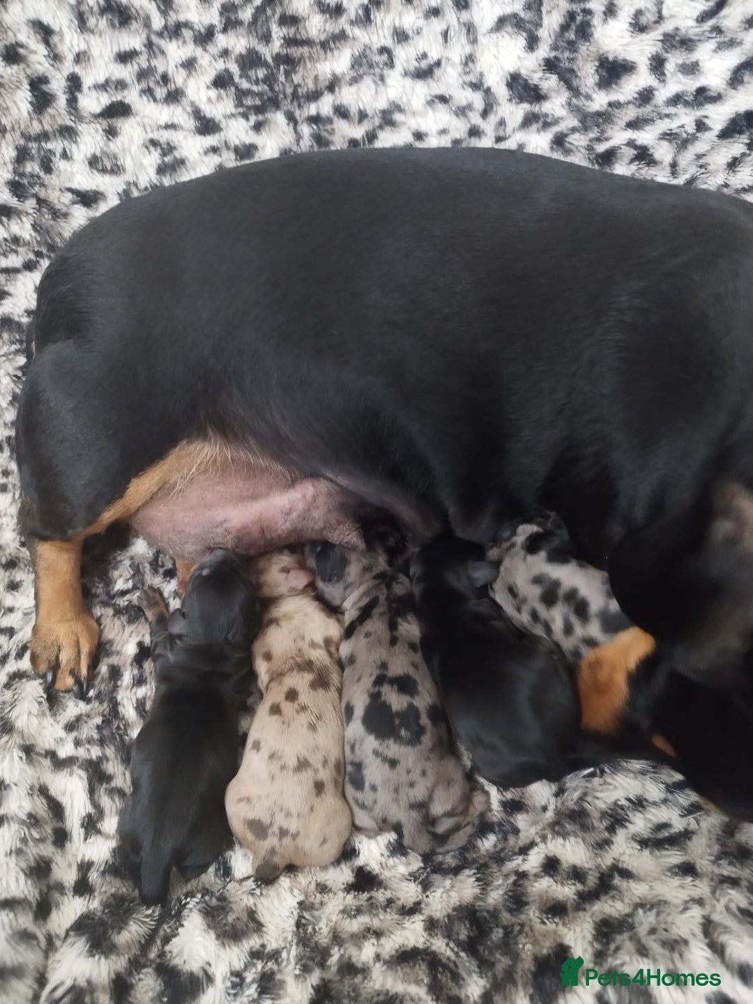 Dachshund dogs for sale: MINIATURE DACHSHUND! - Image 8