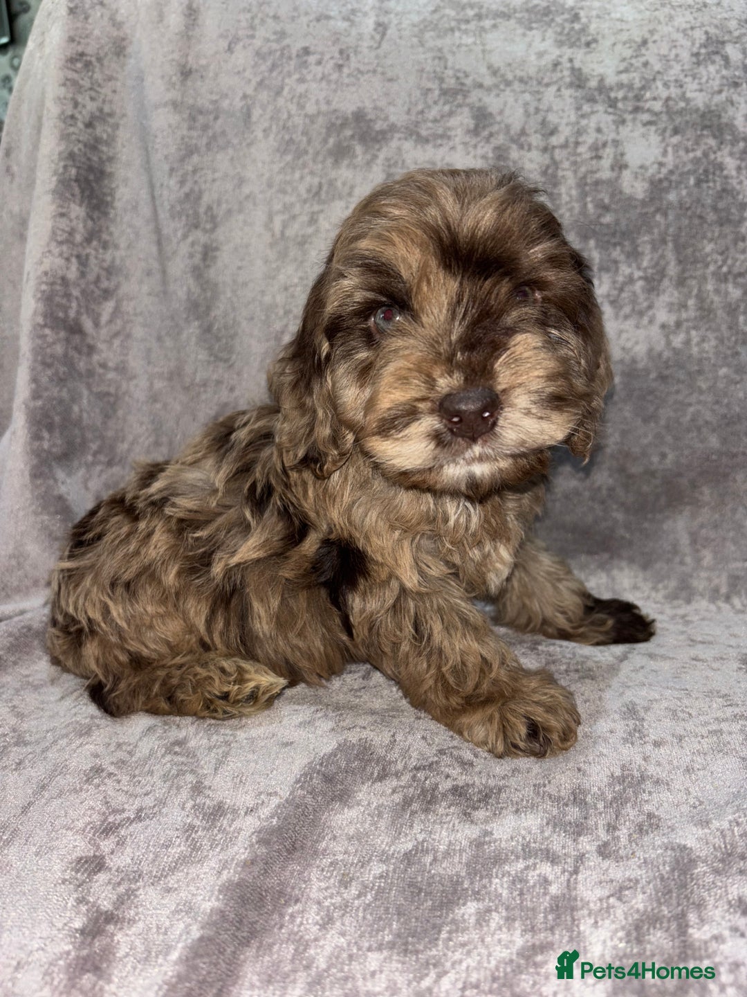 Cockapoo dogs for sale: Gorgeous Cockapoo Puppies  - Advert 30