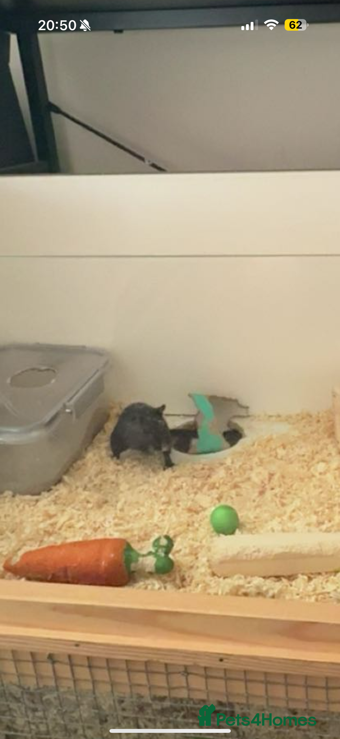 Gerbil rodents for sale: 2 male Gerbils free to good home - Advert 2
