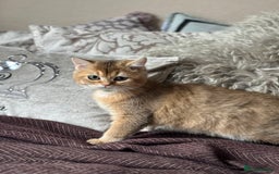 British Shorthair cats for sale: BSH Golden kittens  - Image 4