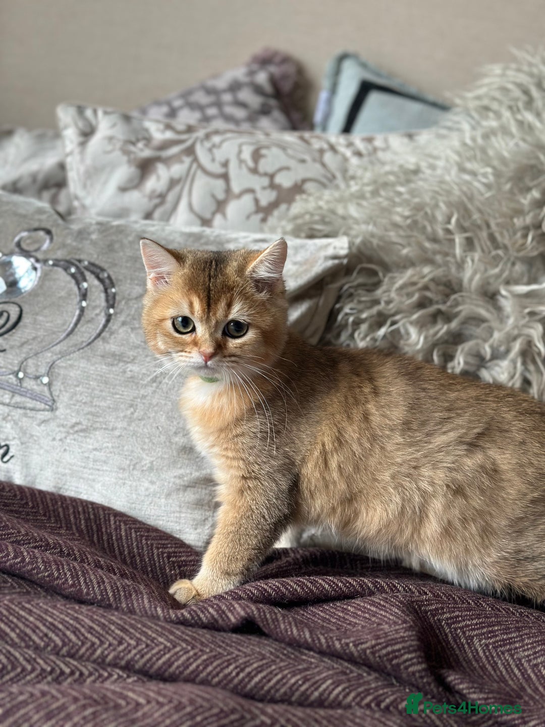 British Shorthair cats for sale: BSH Golden kittens  - Image 4