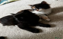 Mixed Breed cats for sale: Fluffy Mixed Breed Kittens For Sale  - Image 18