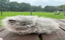 British Longhair cats for sale: Beautiful British long hair ready for new home - Advert 2