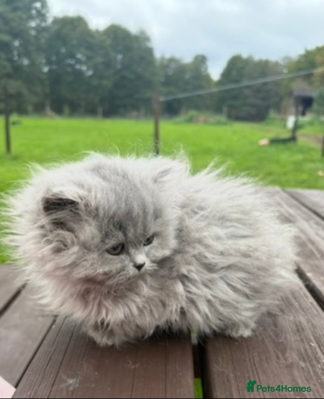 British Longhair cats for sale: Beautiful British long hair ready for new home - Advert 2