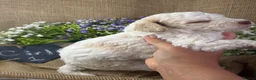 Lagotto Romagnolo dogs for sale: Cuteness overload Lagotto Romangnolo Puppies  - Advert 13