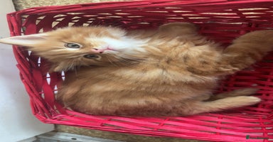 Maine Coon cats - Advert 4