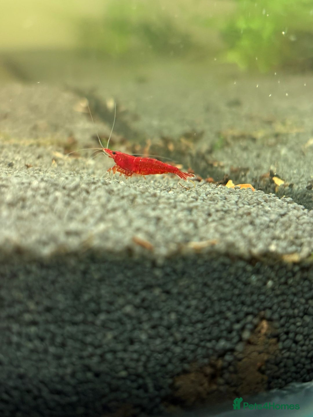 Mixed Breed livestock for sale: Neocaradina shrimp - Advert 2