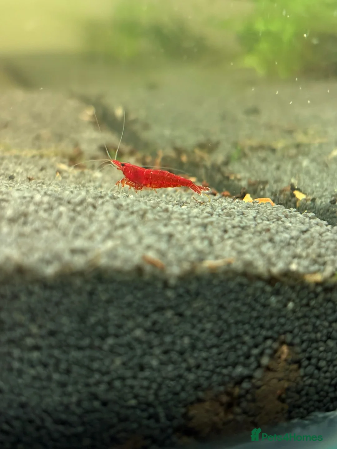 Mixed Breed livestock for sale: Neocaradina shrimp - Advert 2