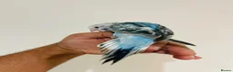 Budgerigars birds for sale: Hand reared budgies for sale  - Advert 12
