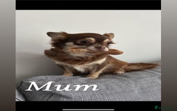 Pomchi dogs for sale: Beautiful fluffy pomchi puppies  - Image 25